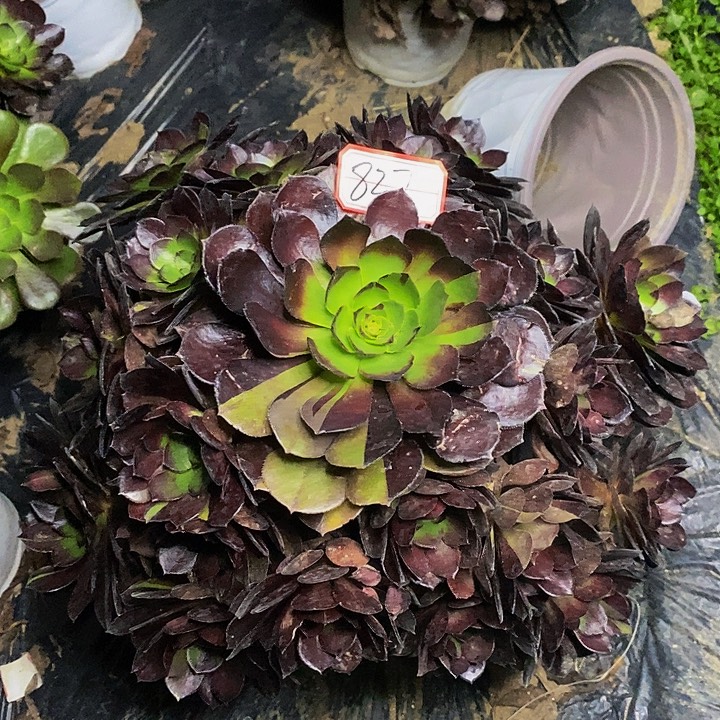 花花公子老桩捧花837号