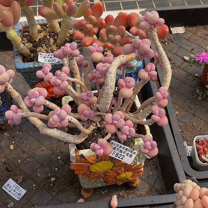 腰子桃蛋老桩15cm822多肉植物