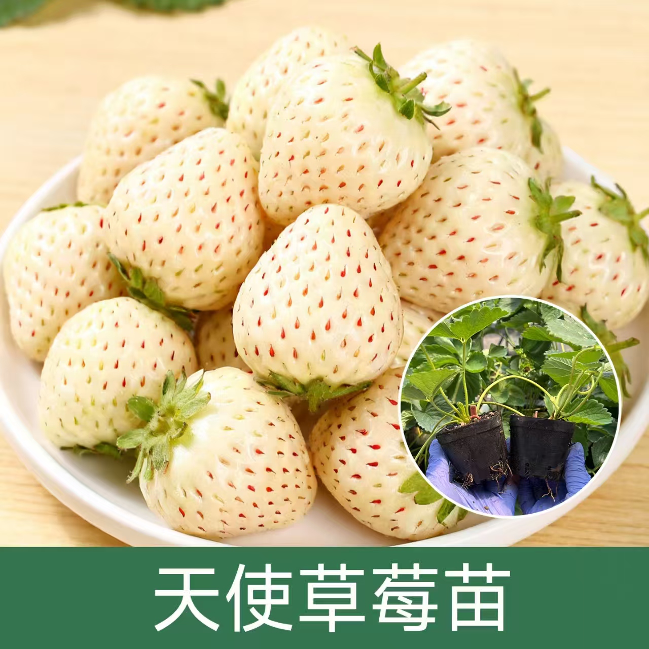 【天使草莓苗钵苗】白色草莓阳台庭院易种植贵价水果