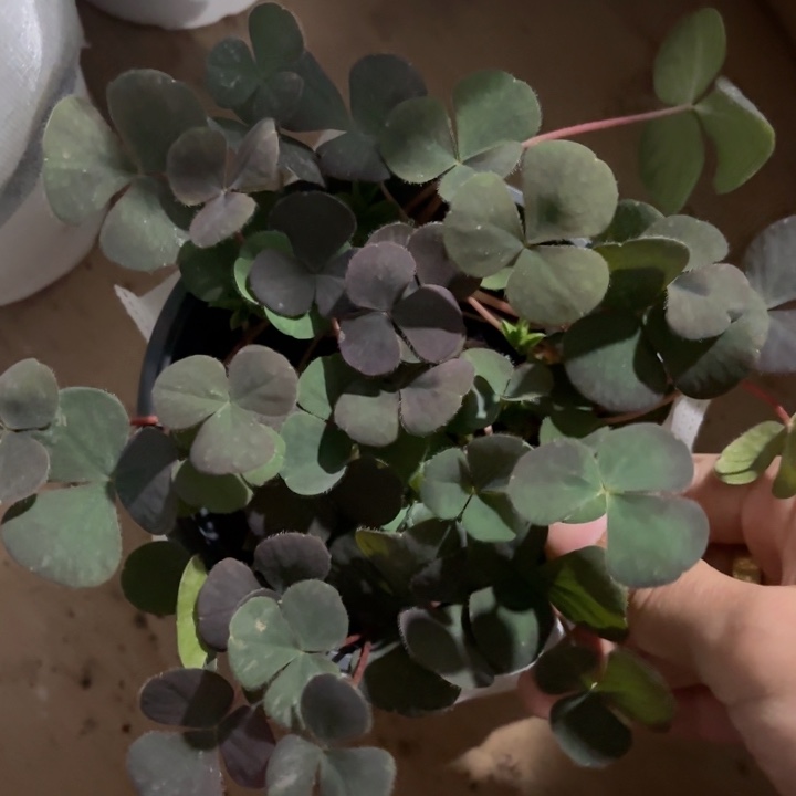 全部花苞酢浆草一盆