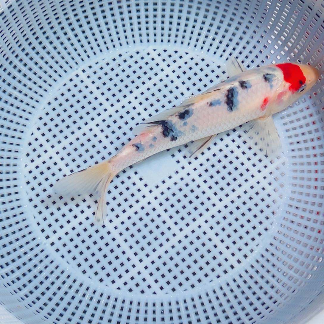 锦鲤锦鲤观赏鱼9999