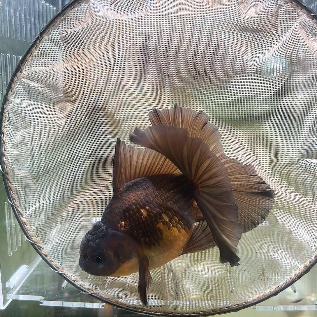 金鱼百褶泰狮亚成12