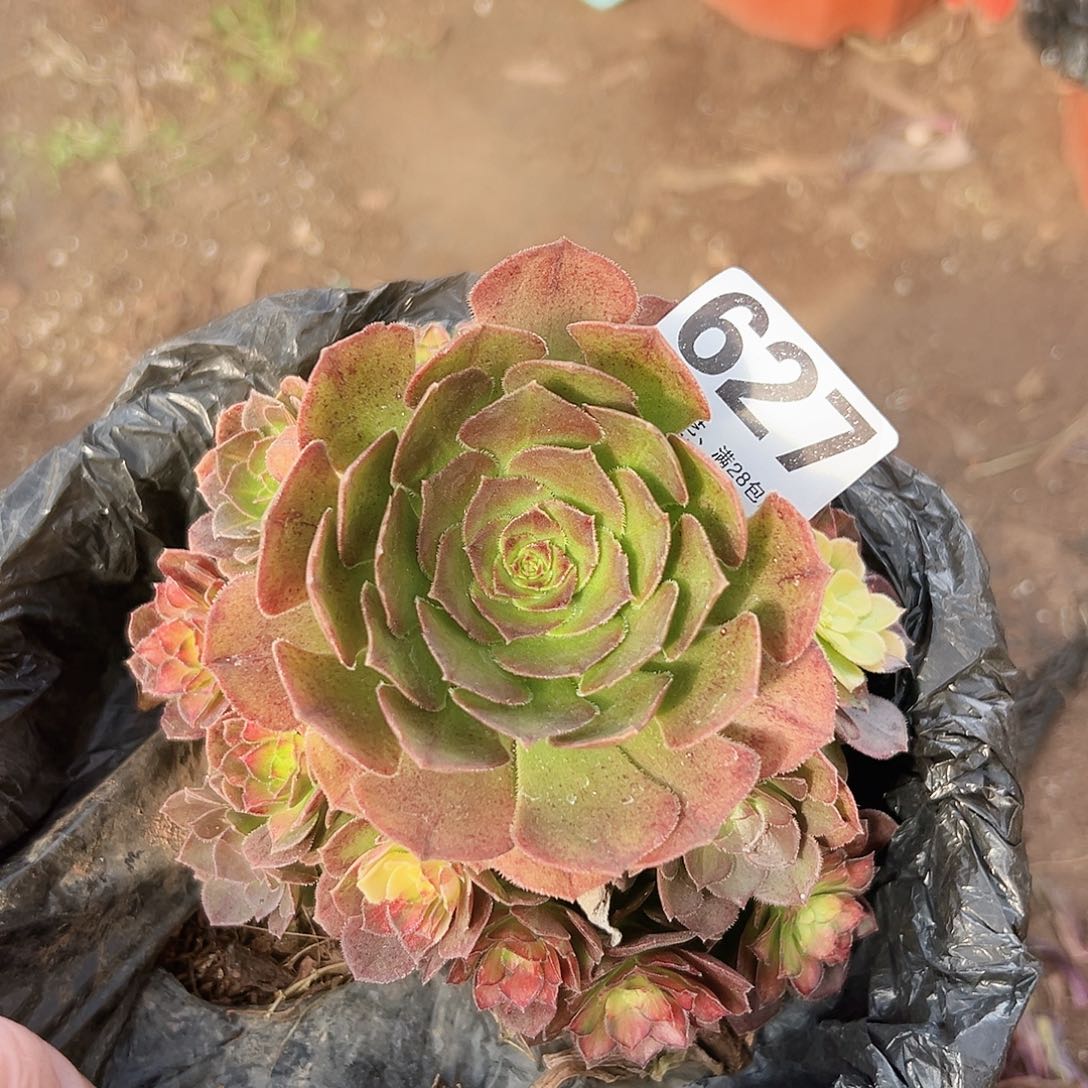 海王七彩627多肉植物