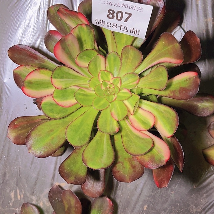 807花蝴蝶多肉植物