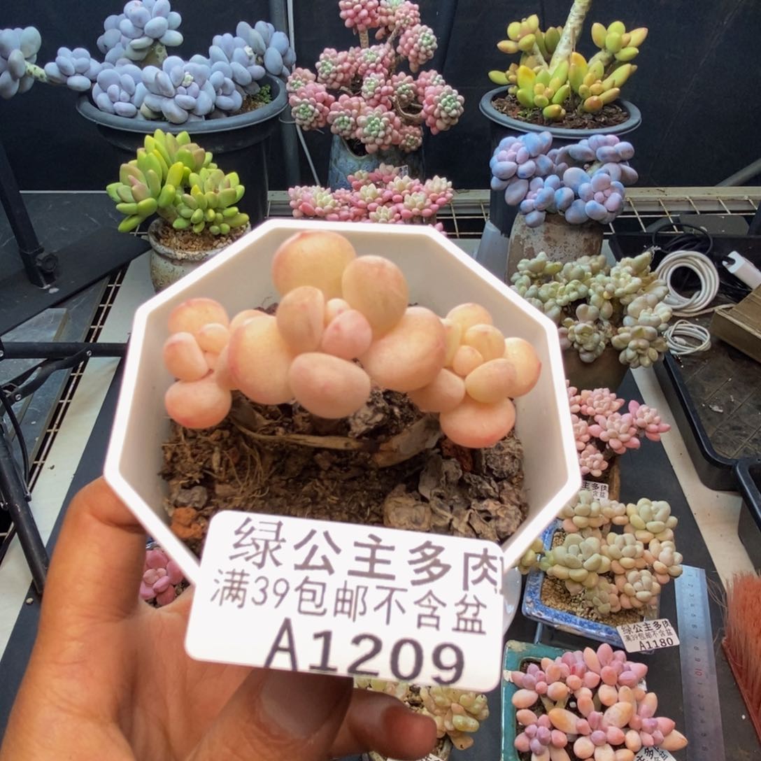七****吗209萤火虫多肉4c m