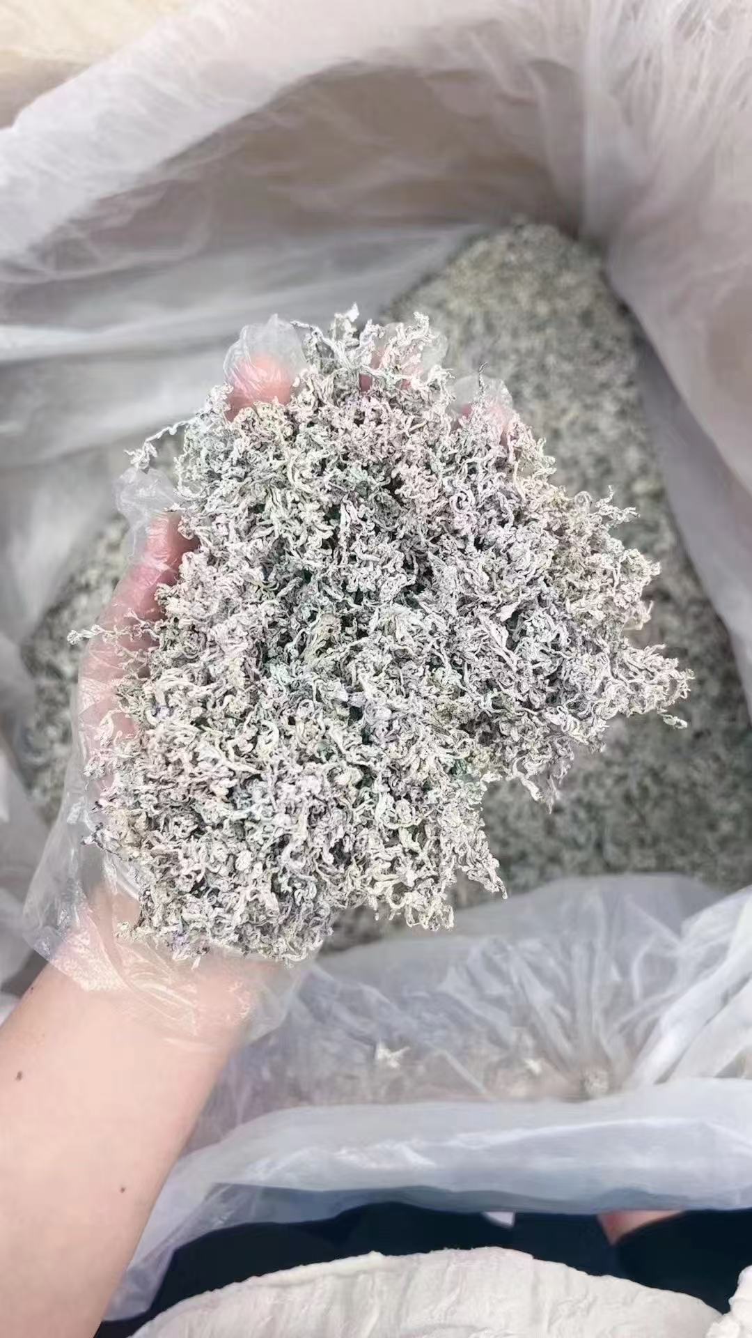 4A恩施芽尖藤茶高黄酮藤茶芽朵新茶送试喝装土家神茶