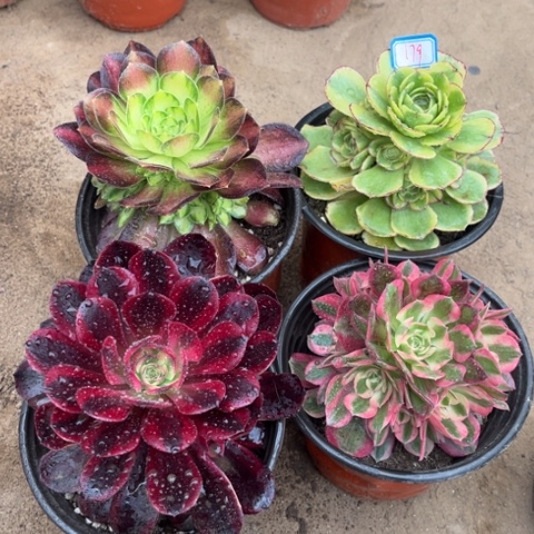 179多肉植物组合