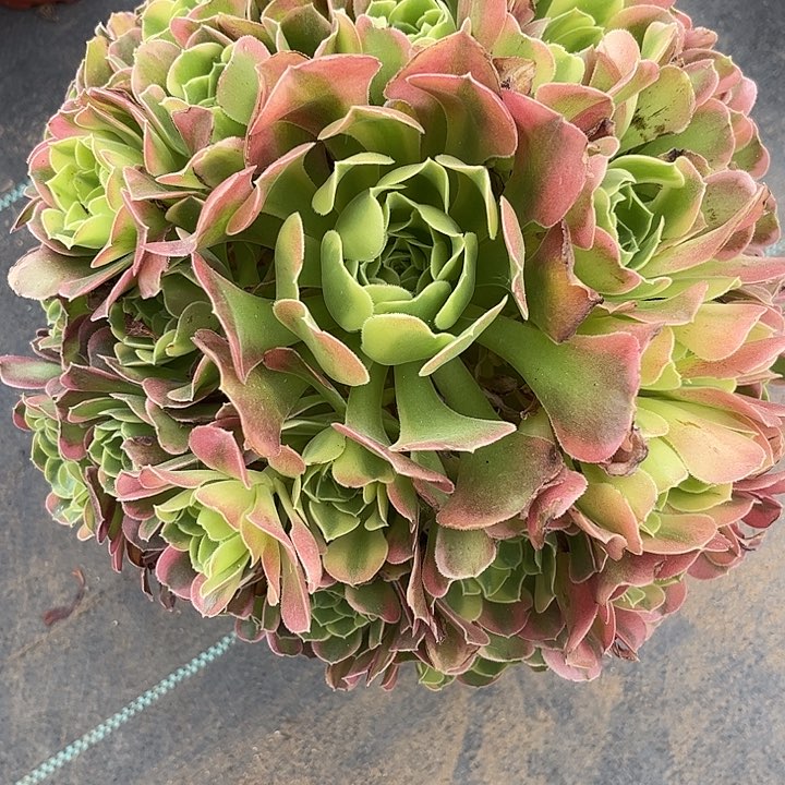 多肉植物特斯拉锦。