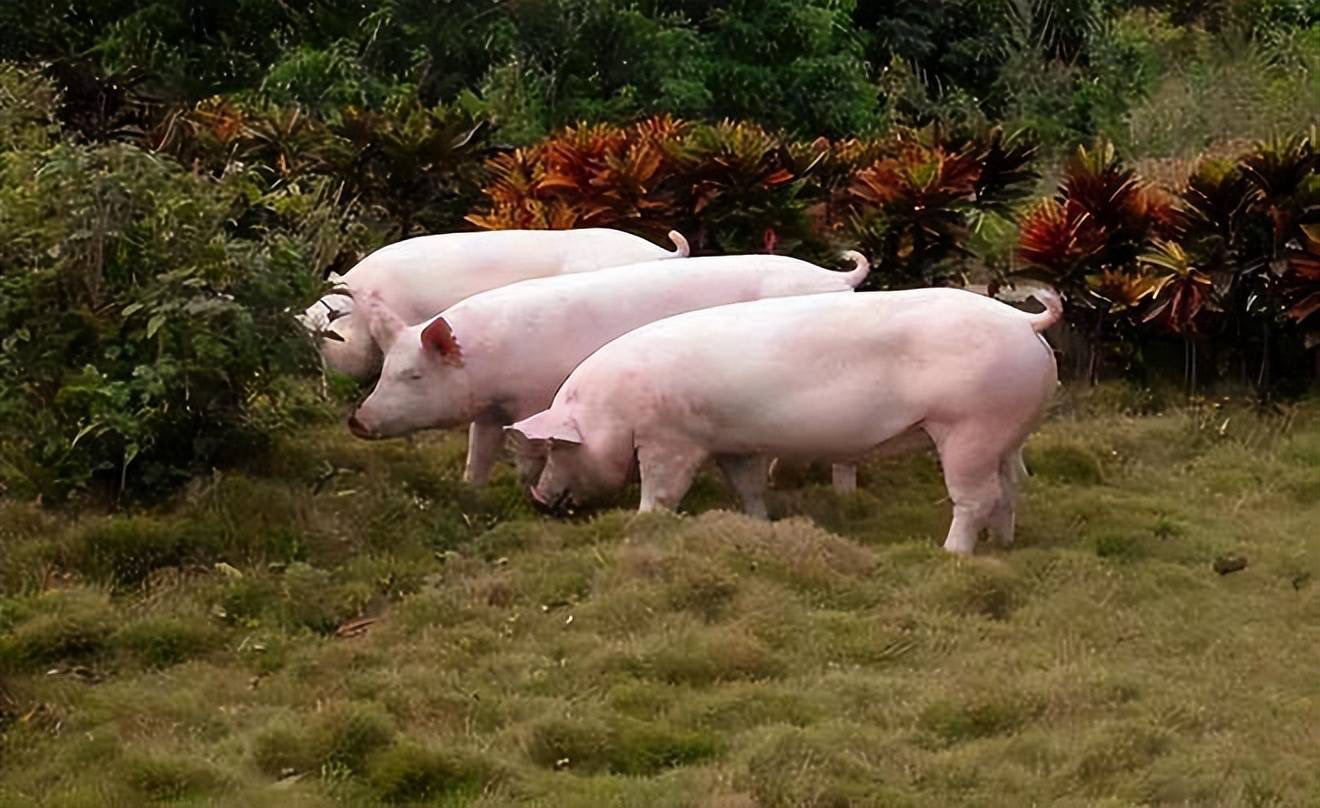 东北散养粮食猪 现改链接