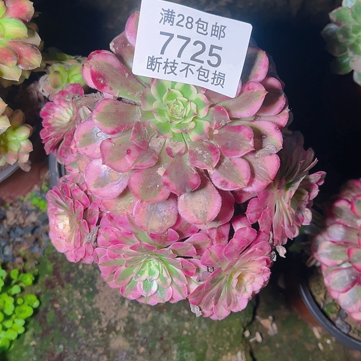7725红铜白多肉植物