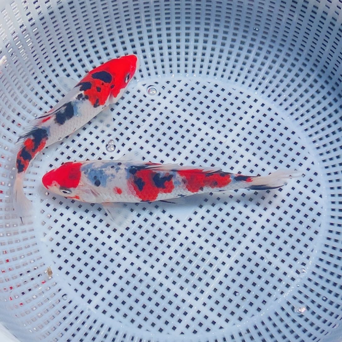 锦鲤锦鲤观赏鱼8888