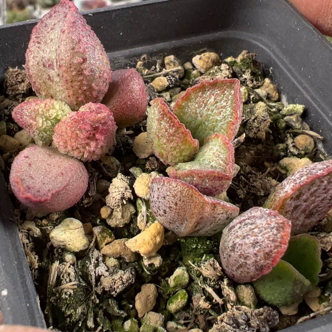 银妃加小冰晶多肉植物