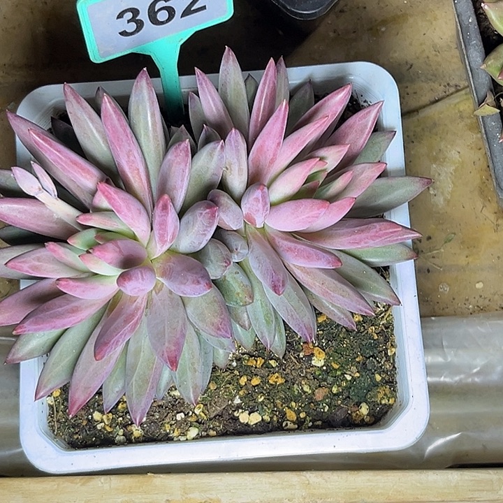 放***念多肉植物虞美人362