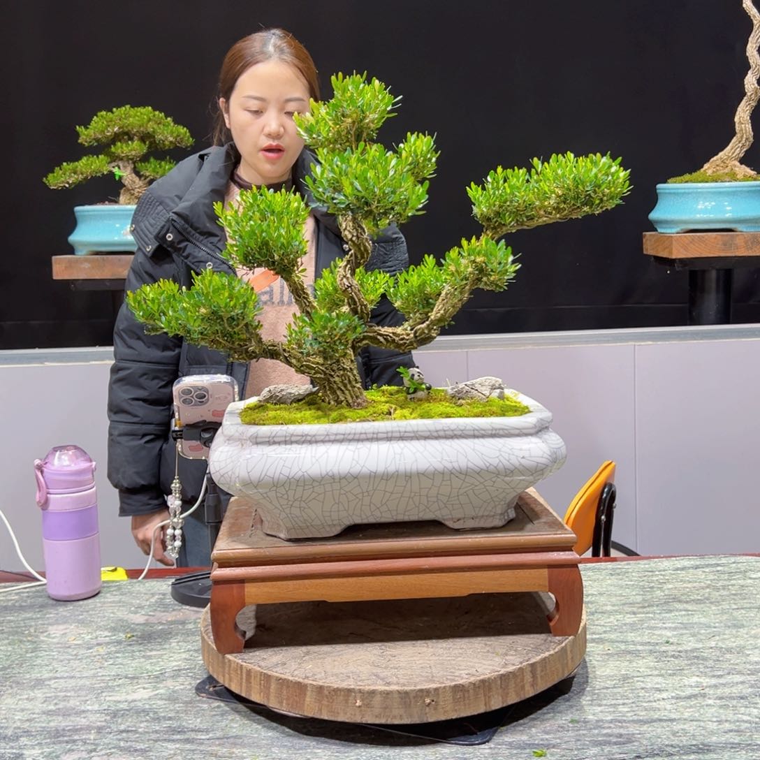 黄杨盆景老桩四季长青