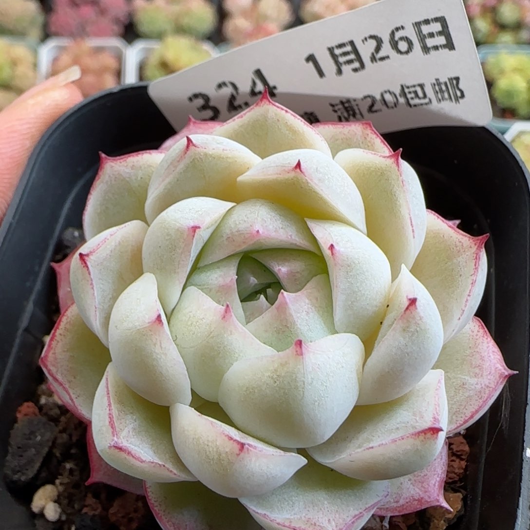 花语逸镜0126-324女王