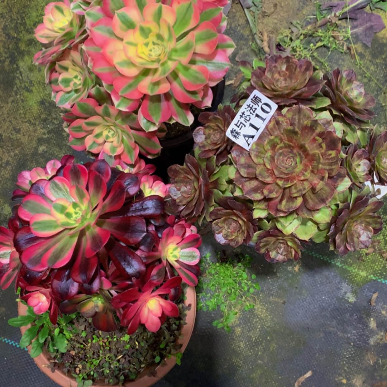 【闪购商品】110组合