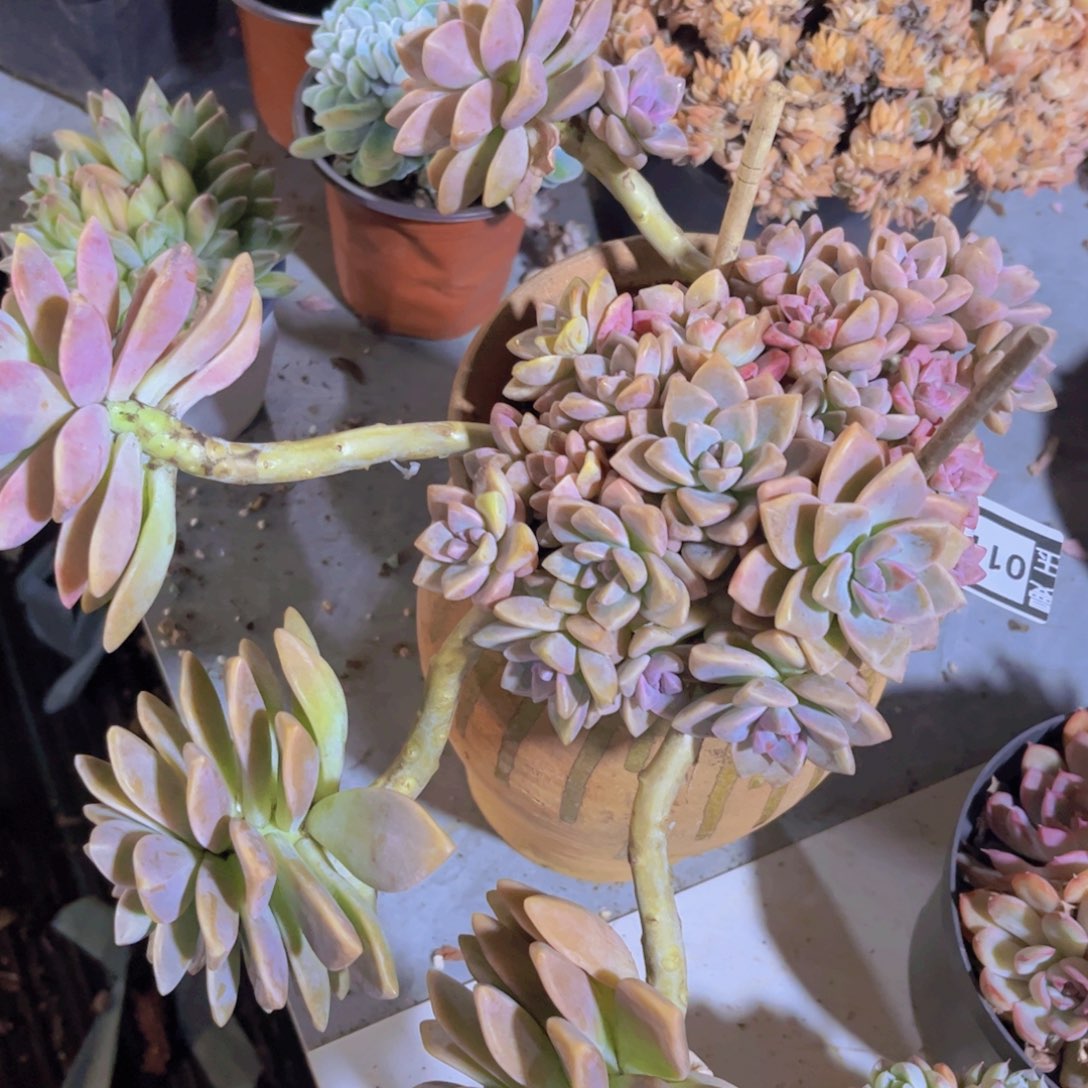 紫雾01117多肉植物