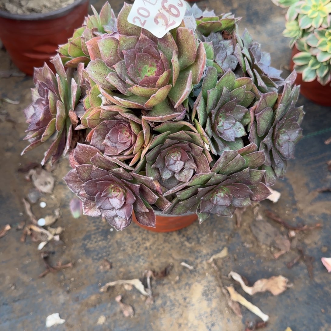 桃花石263满20包邮断枝不包