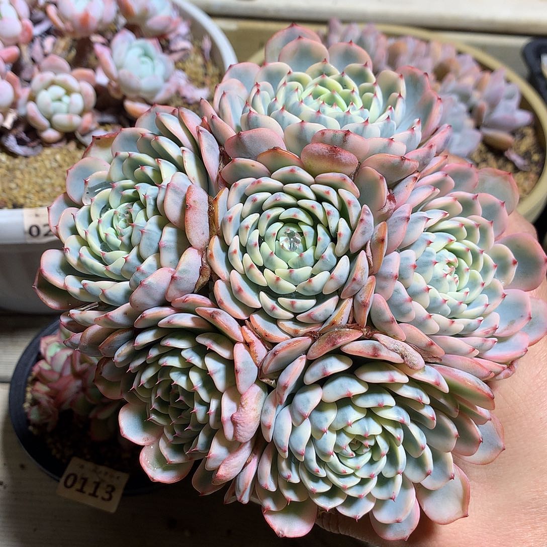 234蓝姬莲锦有砍一颗15厘米