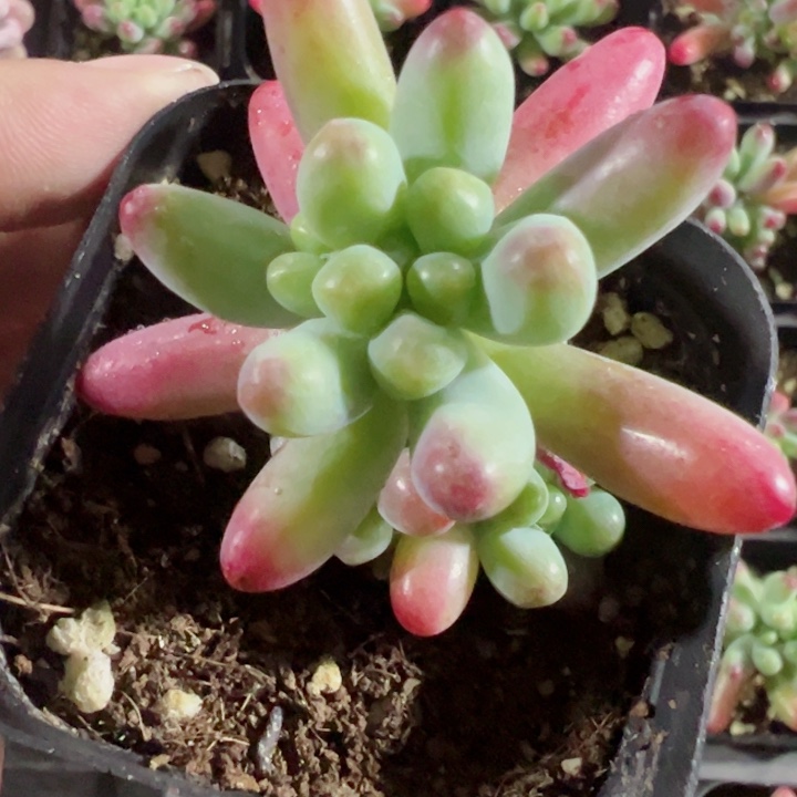 亿女心精品多肉植物大战