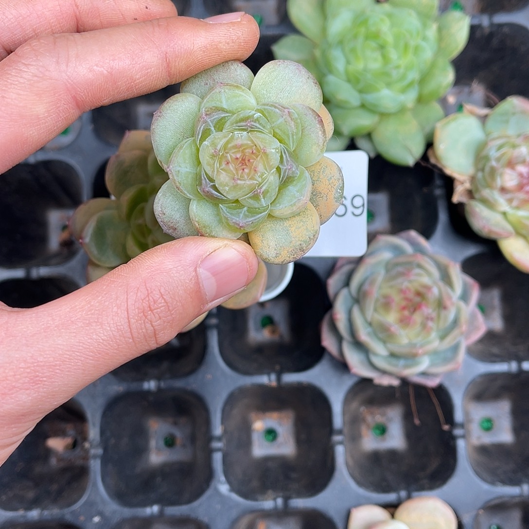 多肉一物一拍11-170