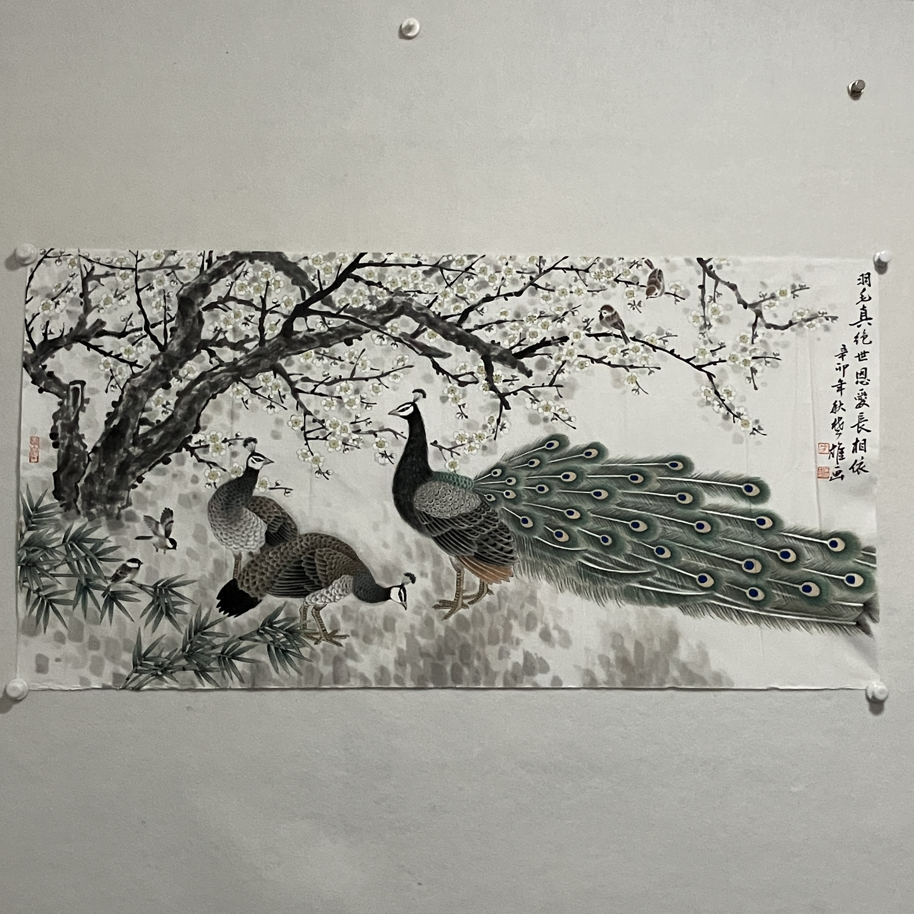 6816  孔雀 纸本设色68×136cm