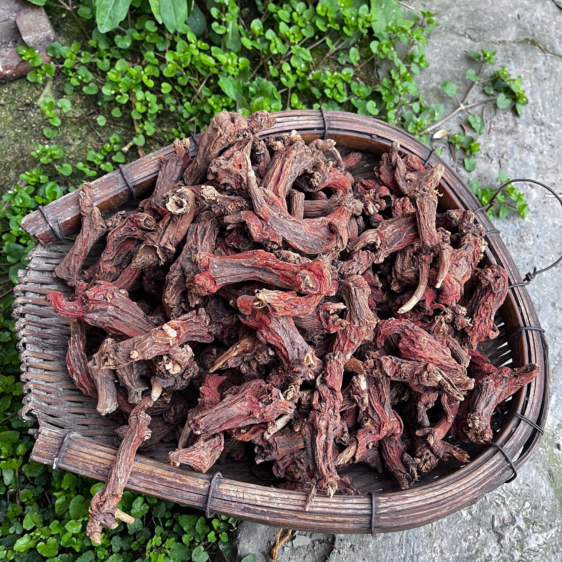 现收山货  四川中江深山丹参头 足年老丹参