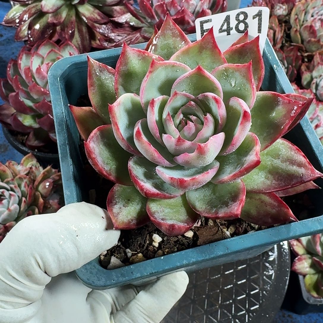 :***࿐惊鸿惊鸿惊鸿 481............