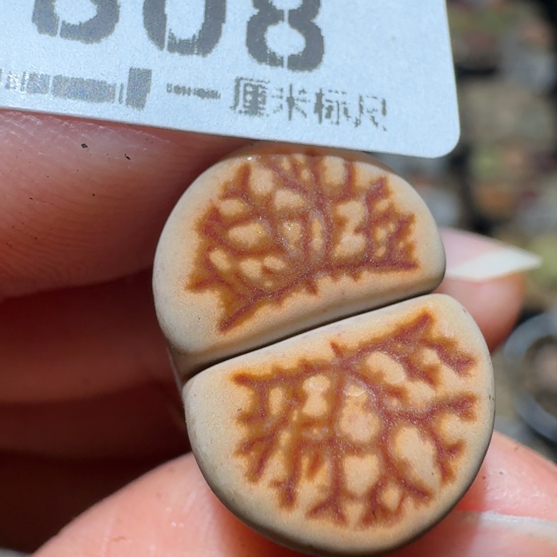 老板亏本卖货了808