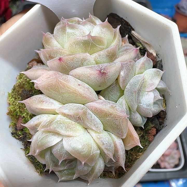 杂交多肉植物324