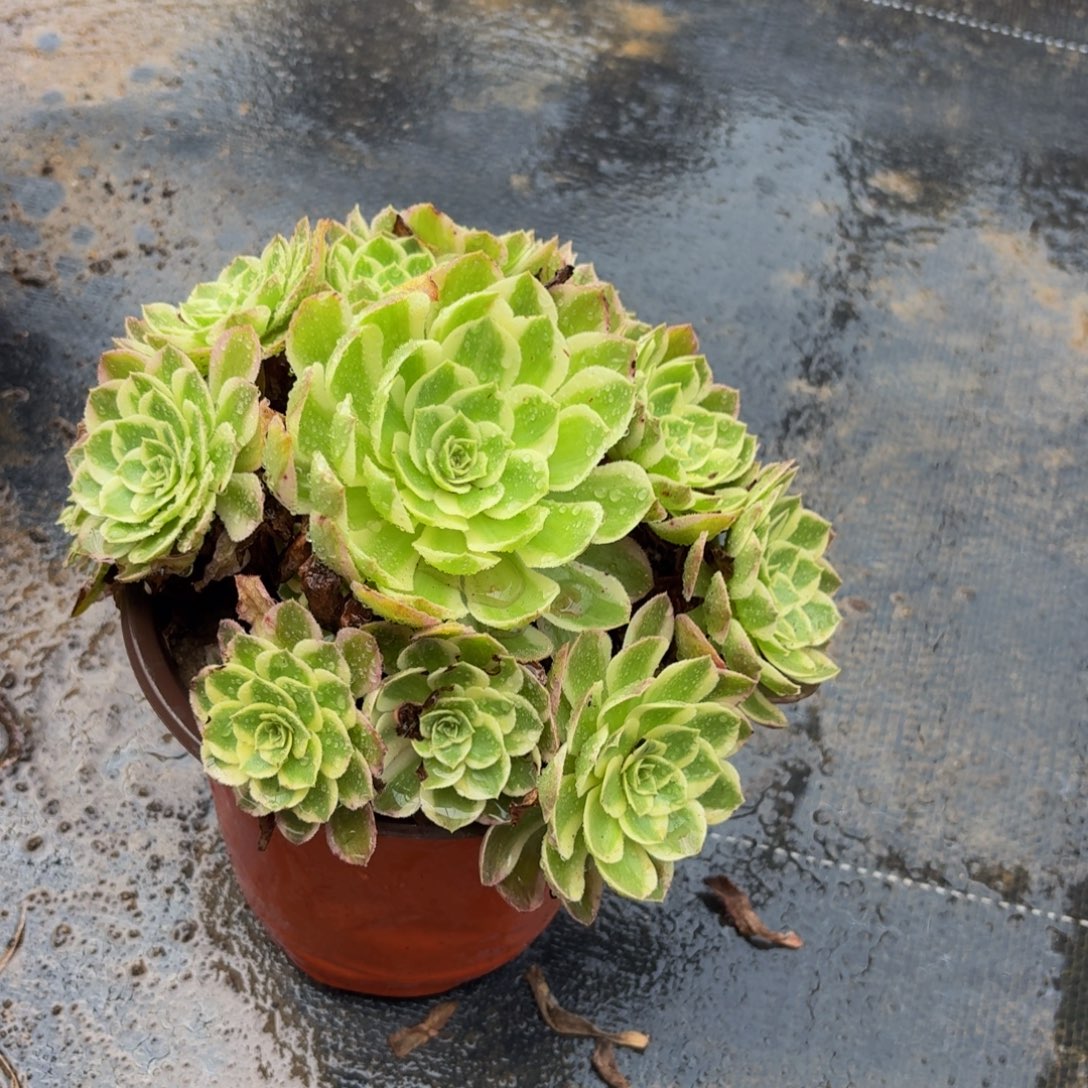 166多肉植物捧花的