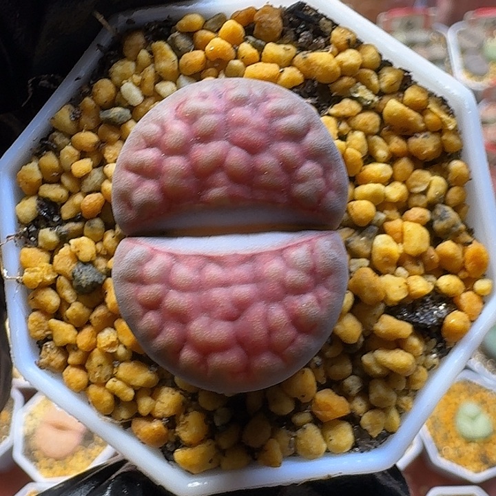 生石花2:：：。    102号。 2.7左右