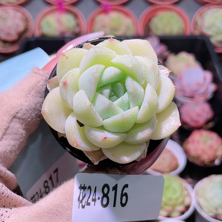 花利美24-816新品