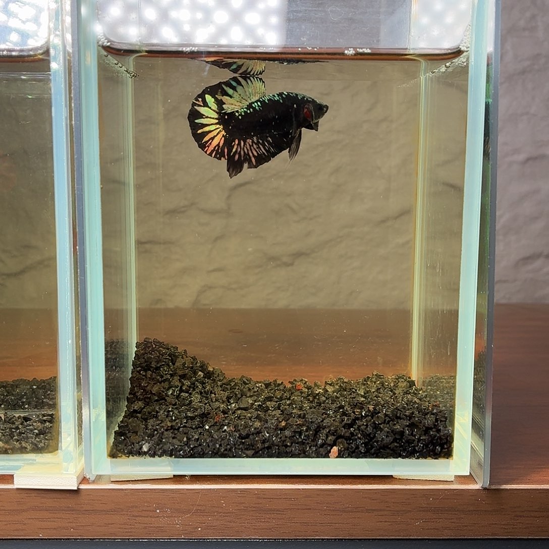 斗鱼黑金将军公鱼