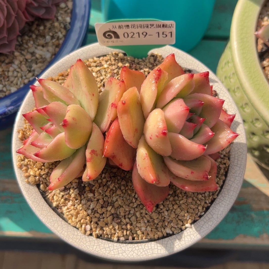 多肉一物一拍0219-151