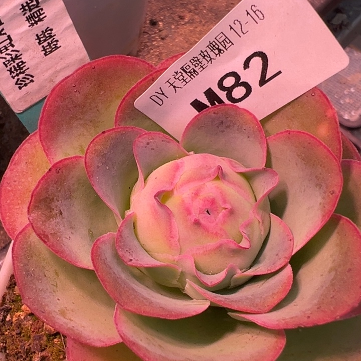 一****苗苗彩虹多肉植物82
