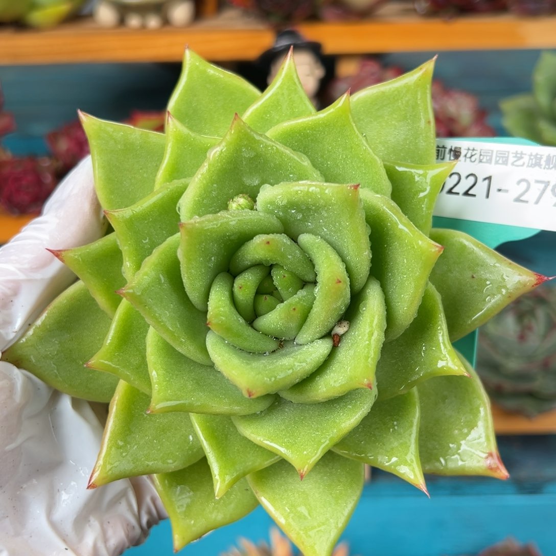 从前慢多肉精选编号0221.279