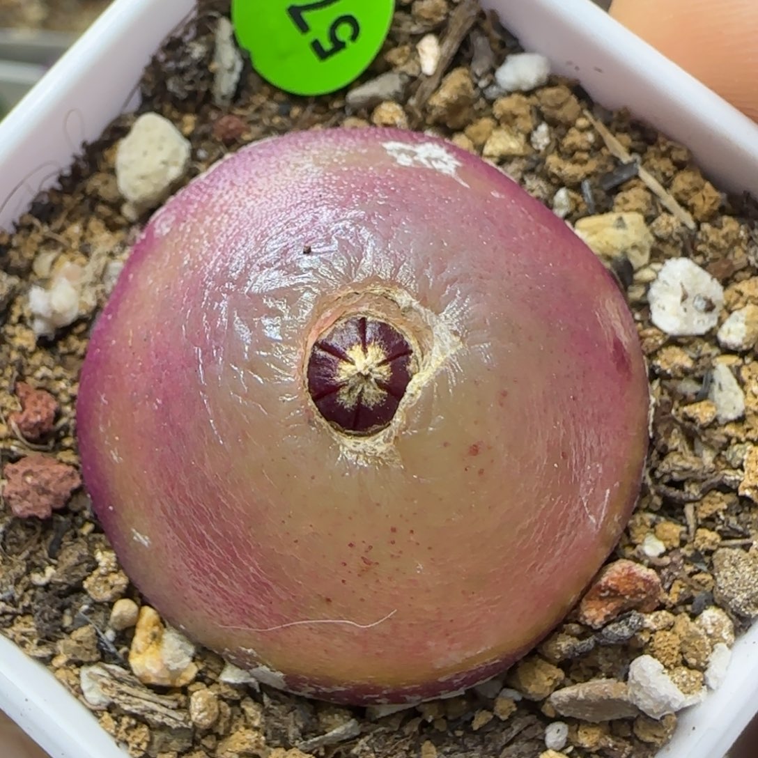 灯泡3.2多肉植物574