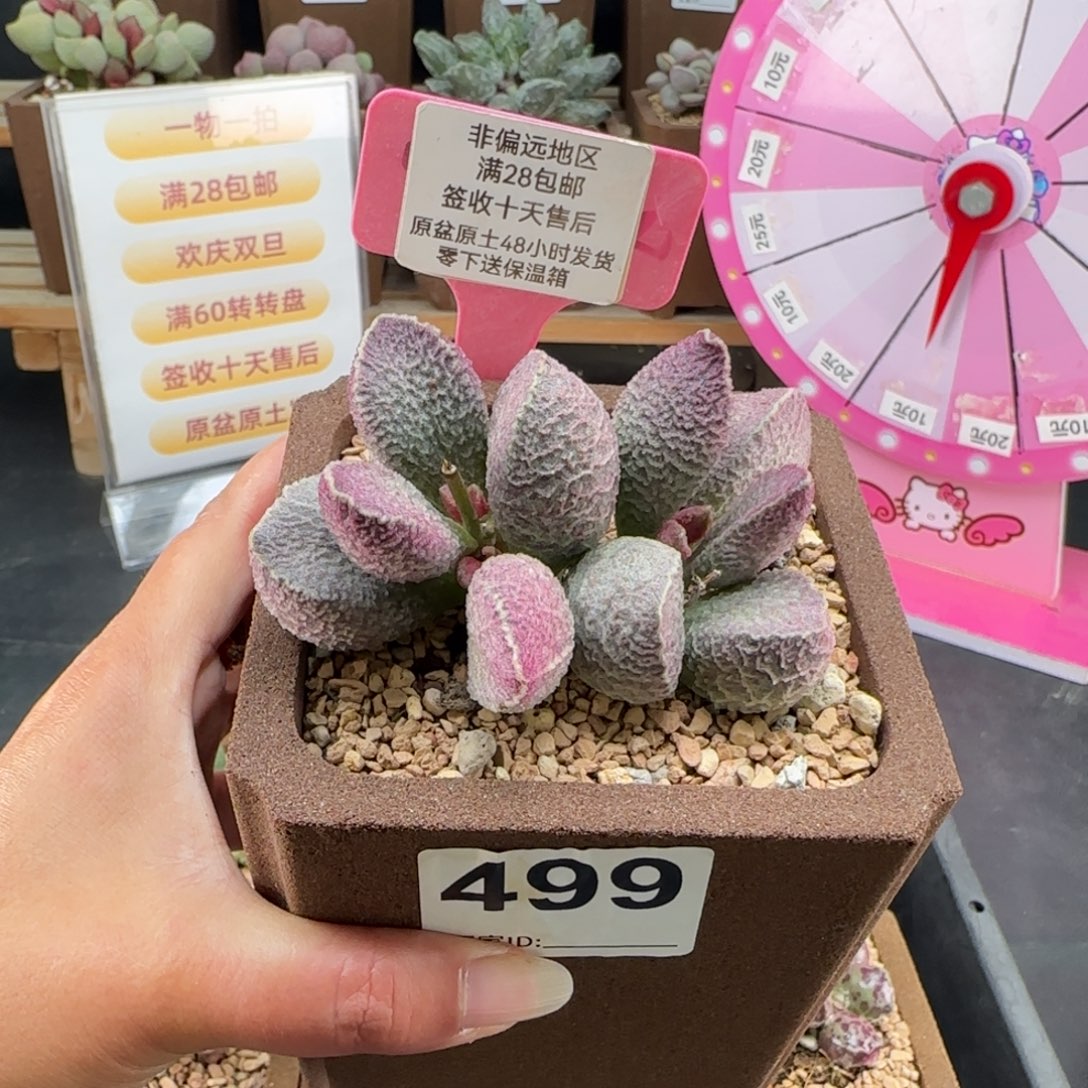 靖***雯499哈莫猪肝多肉植物