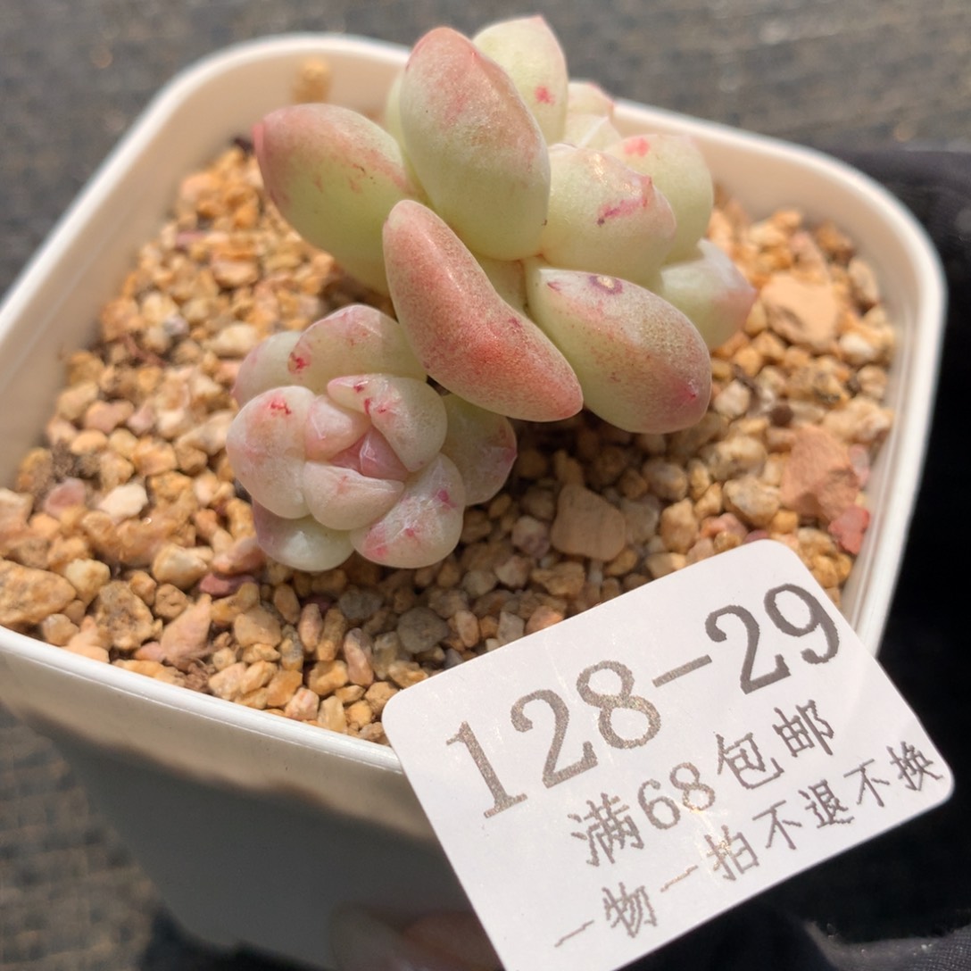 29。石化冰玉双头。4.5cm。