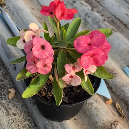 夏***荷完全开放原子星直播间一物一拍