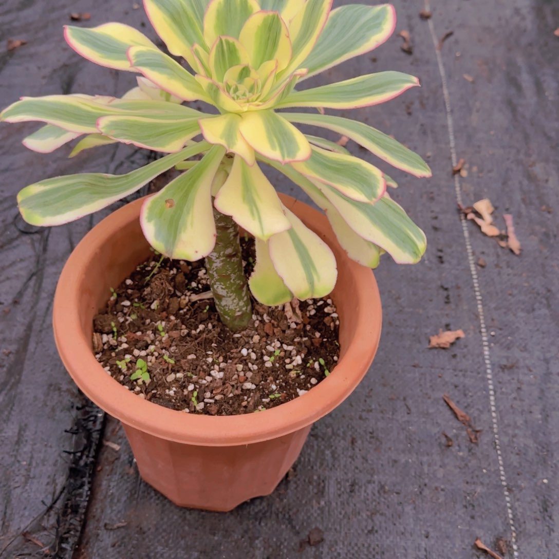 精品多肉植物000