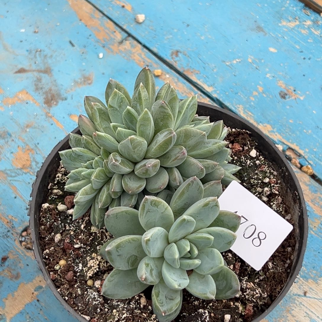 ?***爪4708多肉多多多多