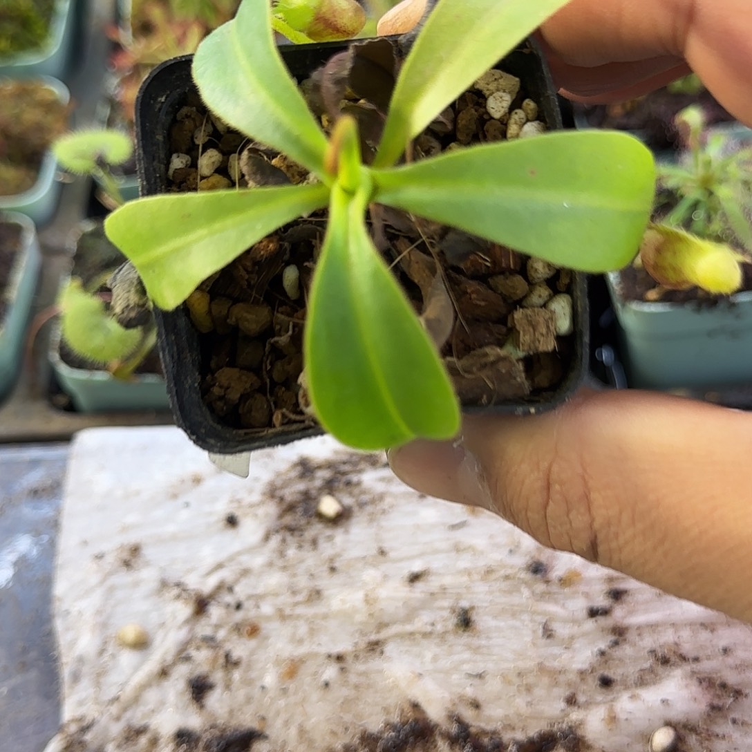 完全开放劳氏诺斯维奇