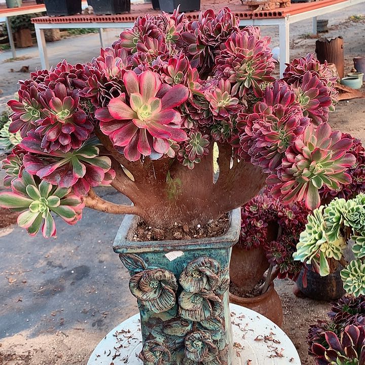 美杜莎朵朵脱土发货啊