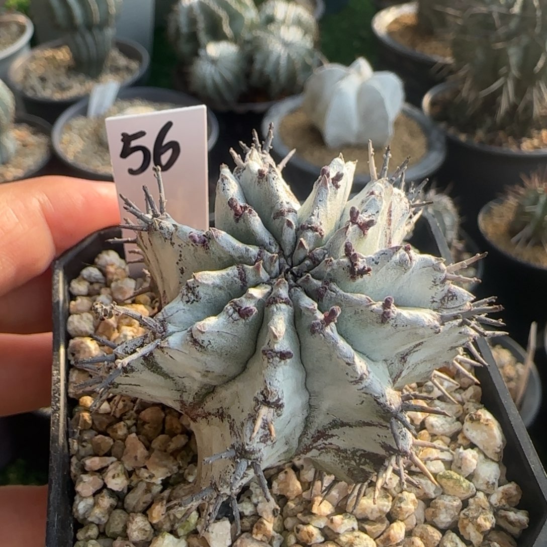 56脱土发 白衣魁伟玉