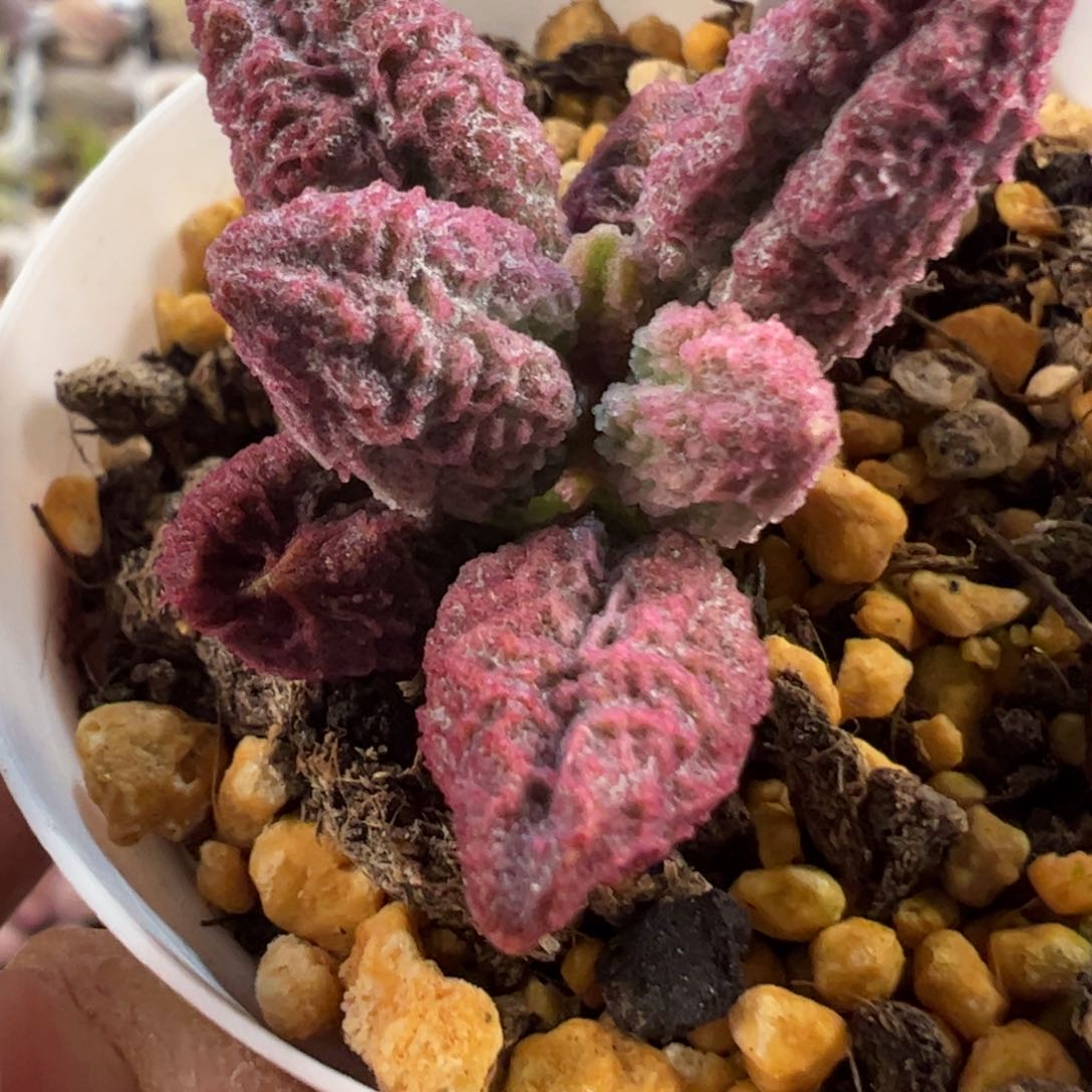 实生新品多肉植物水泡