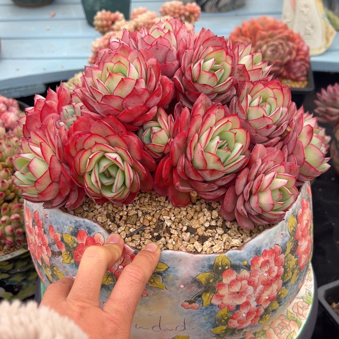 牡丹亭朵朵缀26公分不带盆