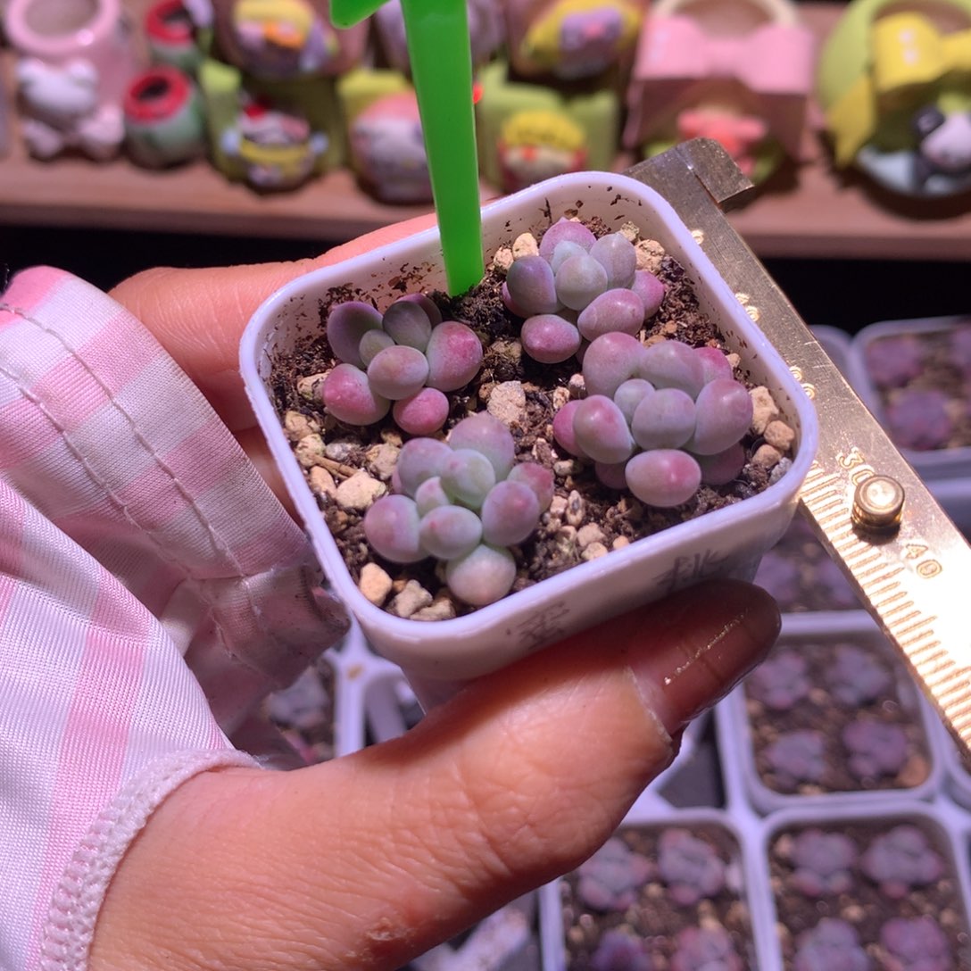 蜜桃哈哈哈哈哈哈哈