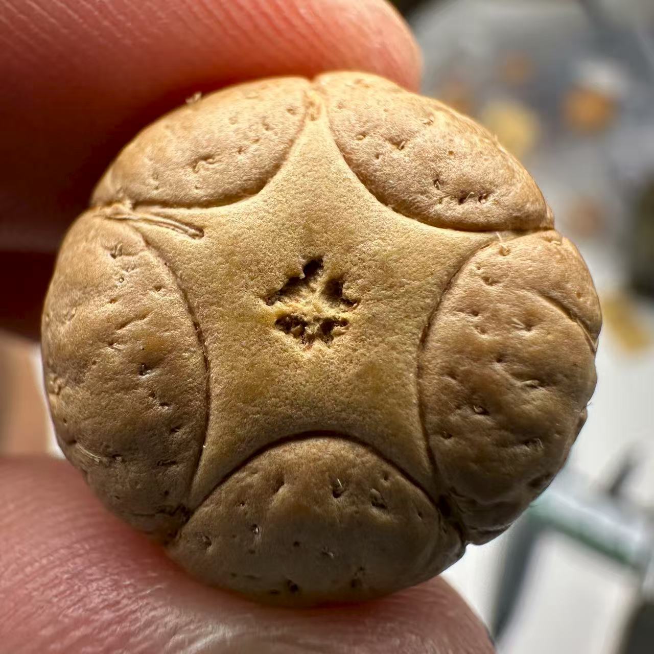 尼泊尔五星菩提，尺寸18，sss系列，货号117